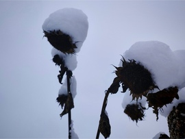 Mikor még volt hó. Bubifrizkó 