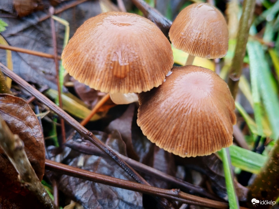 Téli szemét gomba. 