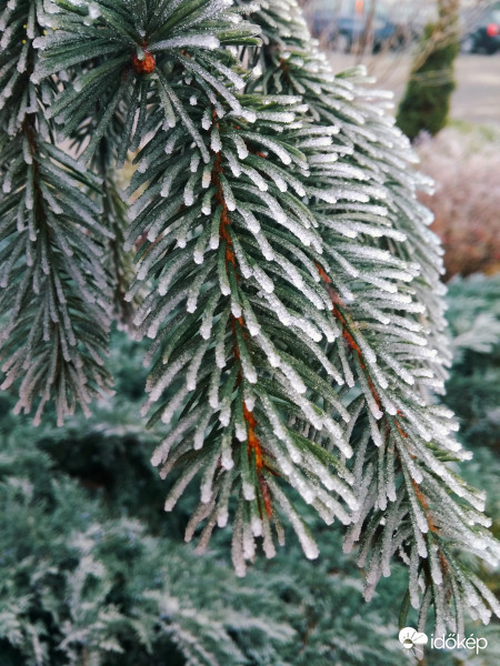 Deres fenyőágak 