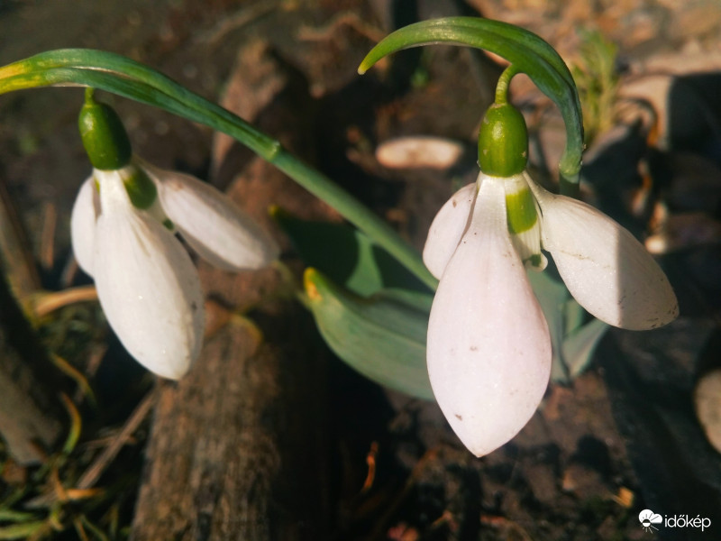 Gyönyörű hóvirágok