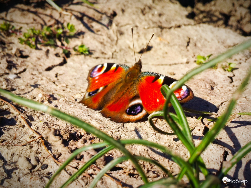 Pávaszem pillangó