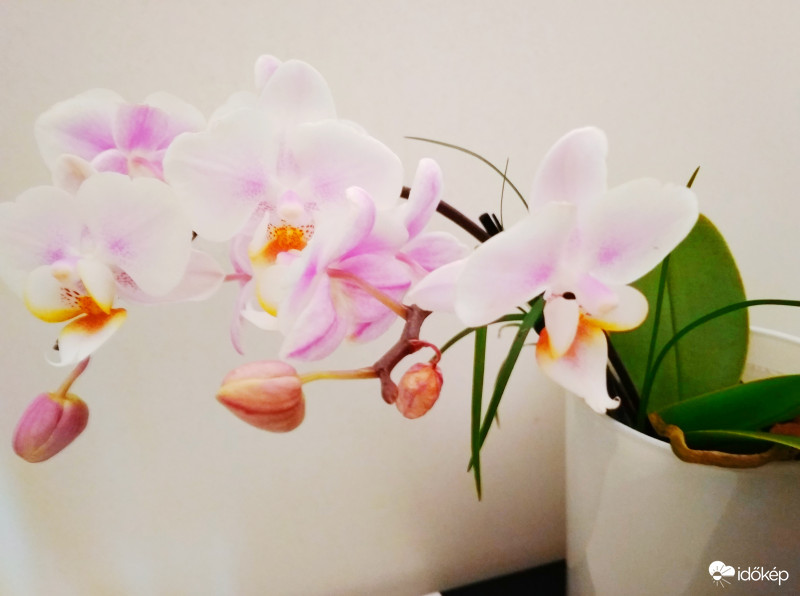 Orchidea