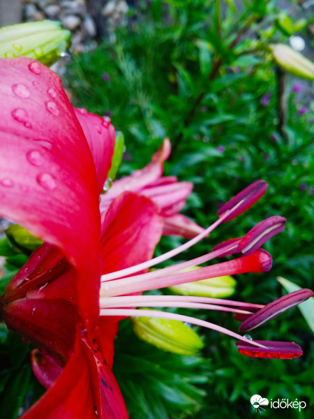 Liliom