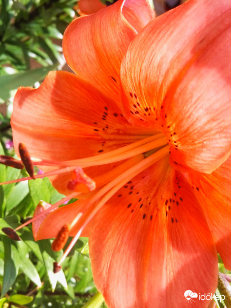 Liliom