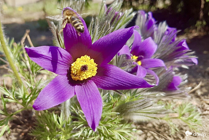Repül a Méhecske a Kökörcsintől