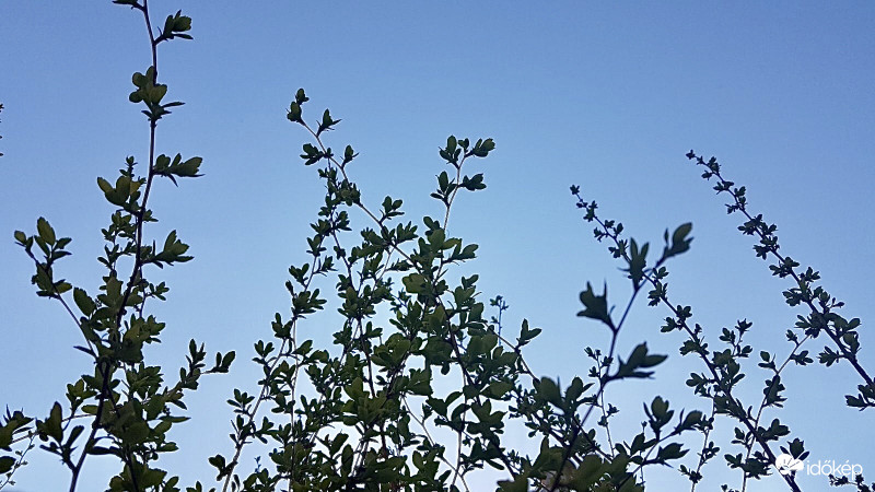 Sövény Hajtások Kúsznak az Ég Felé