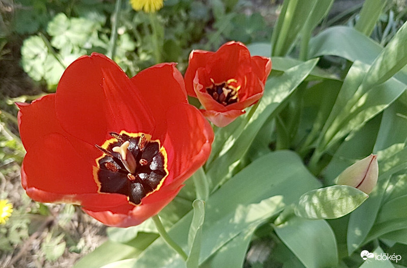 Tulipánok