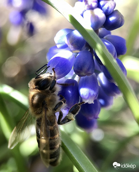 Méhecske a Gyöngyikén