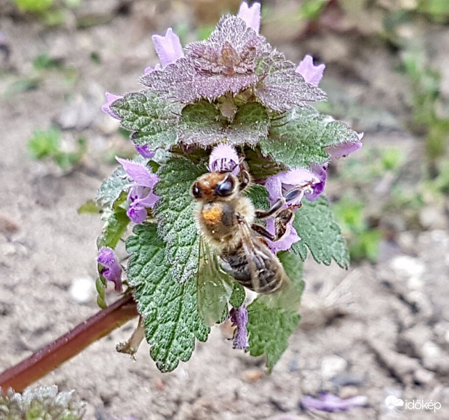 Méhecske a Virágon