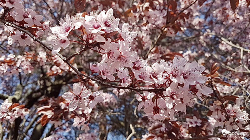 Vörösszilva Virágzás