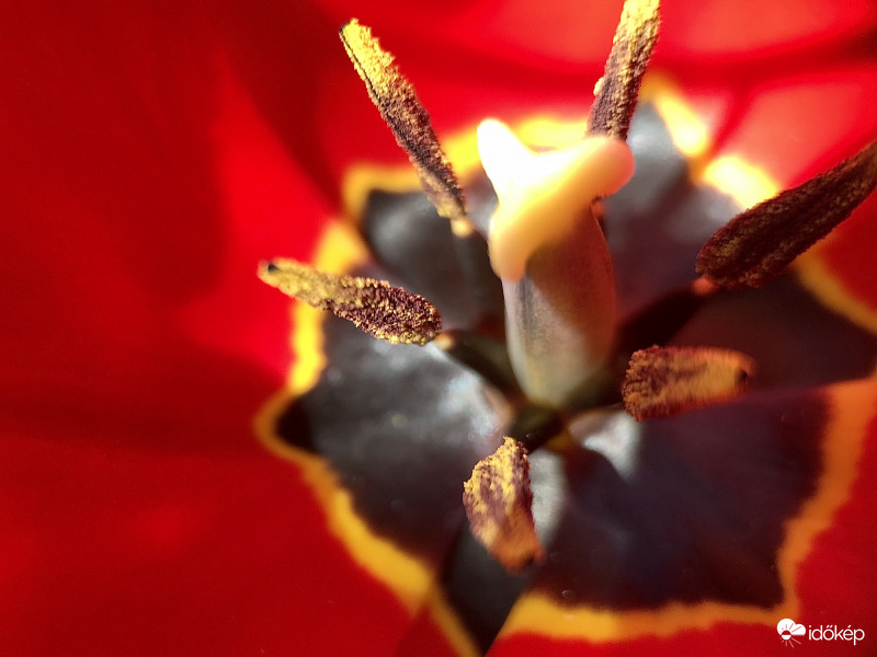 Tavaszi Tulipán Belülről