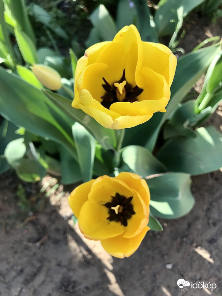 Sárga Tulipánok