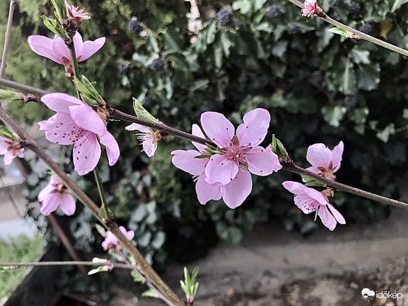 Őszibarackfa Virágzás