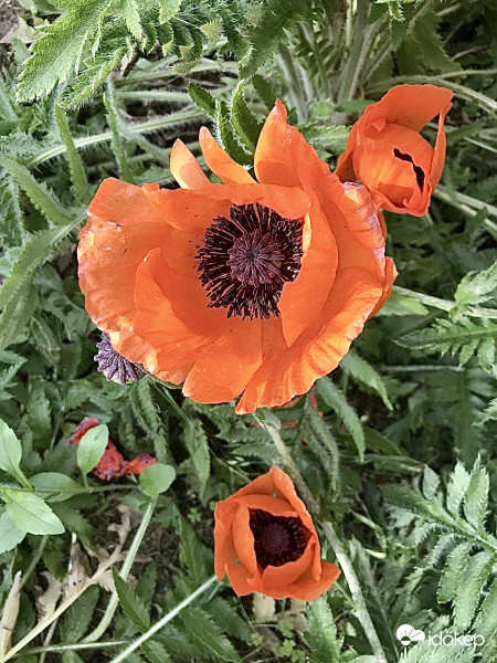 Pipacs Felülnézetből