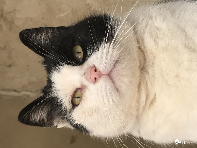 Mici