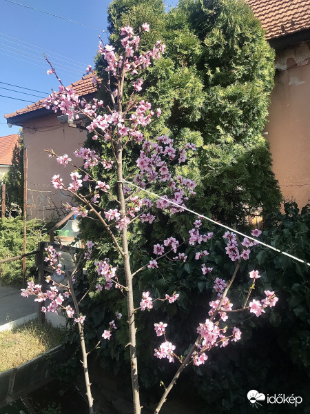 Tavaszi Őszibarackfa