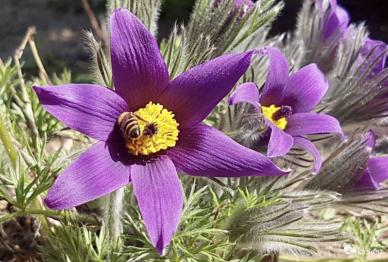 Méhecske a Kökörcsinen