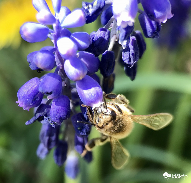 Méhecske a Gyöngyikén