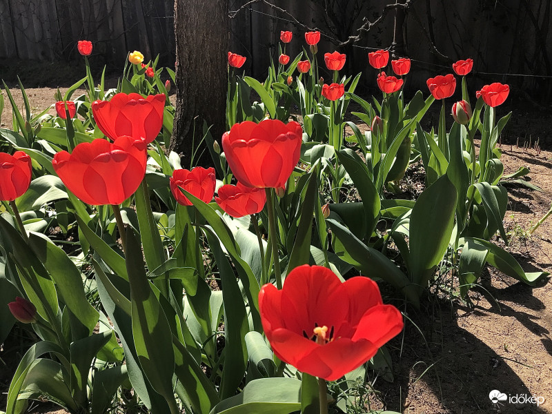 Tulipánok