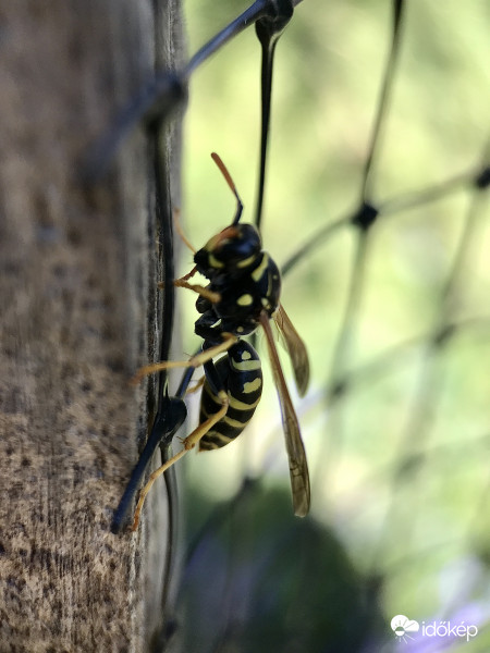 Darazsak is előbujtak