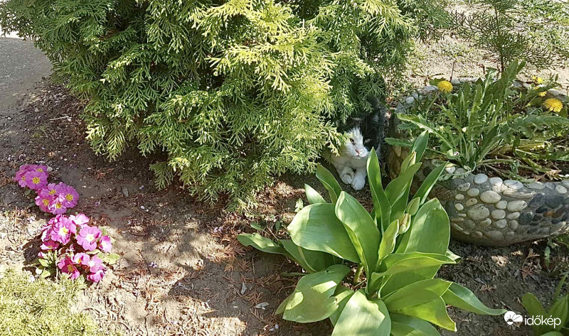 Macska les a virágok között