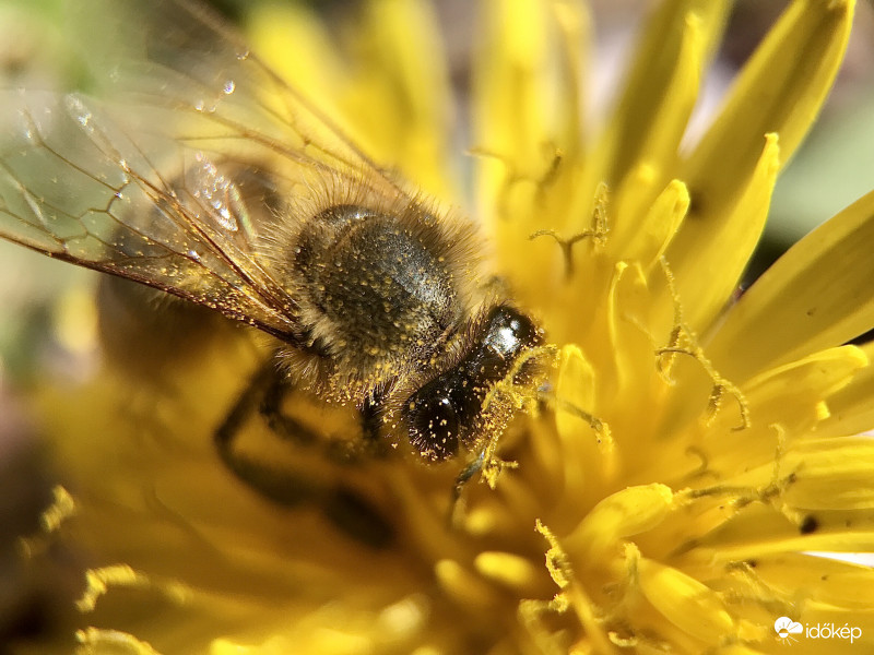 Méhecske a Pitypangon