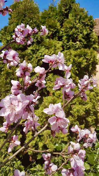 Őszibarackfa Virágzás