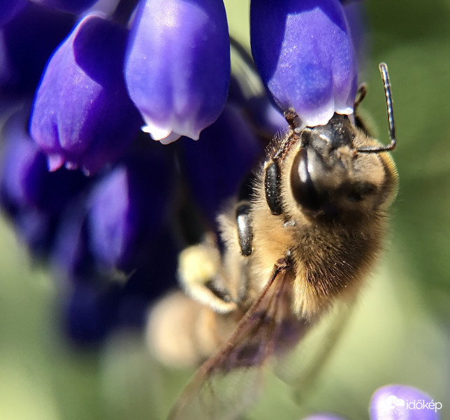 Méhecske a Gyöngyikén