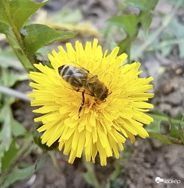 Méhecske a Pitypangon
