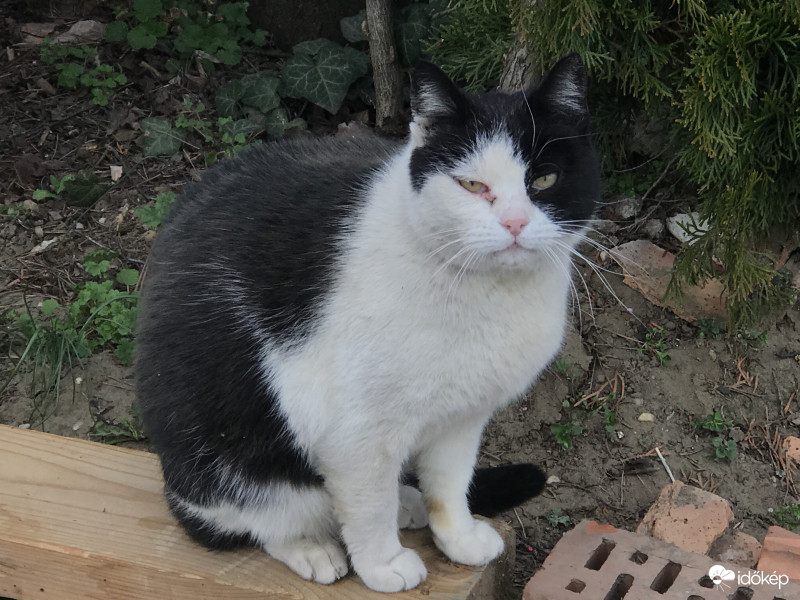 Mici