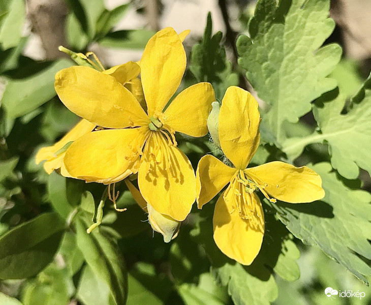 Tavaszi Sárga Virágocska