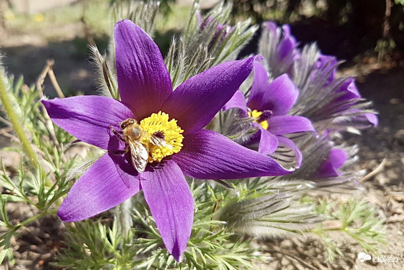Méhecske a Kökörcsinen