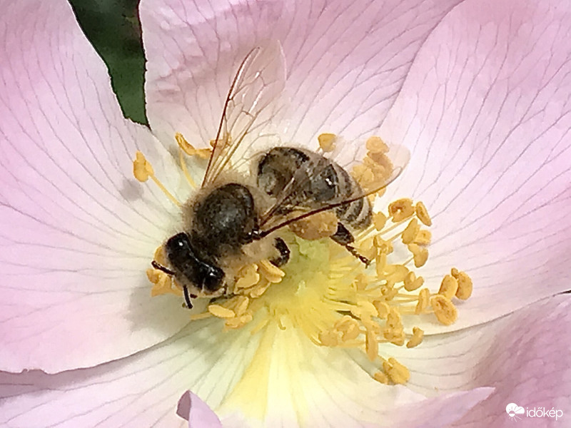 Méhecske a Virágon