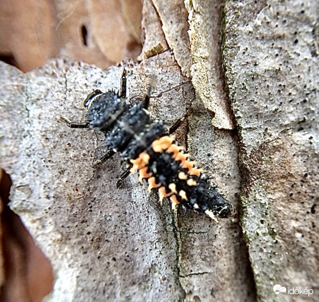 Hatlekinkatica lárva