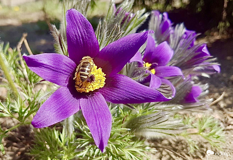 Méhecske a Kökörcsinen