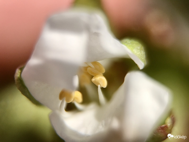 Cseresznyevirág Makró