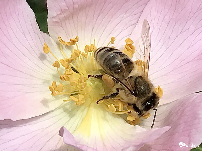 Méhecske a Virágon