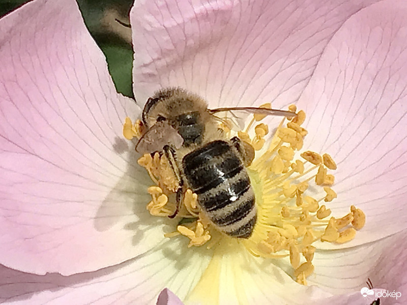 Méhecske a Virágon