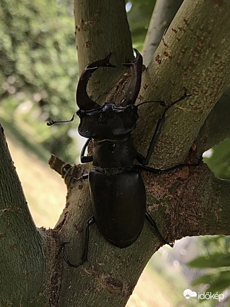 Szarvasbogár