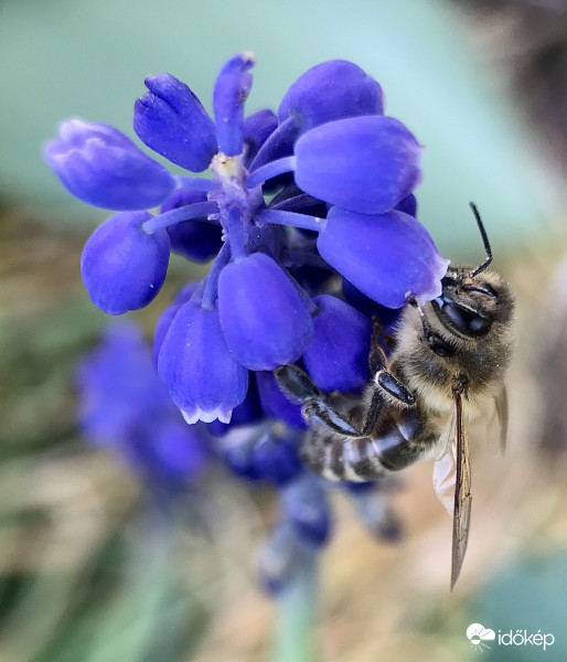 Méhecske a Gyöngyikén