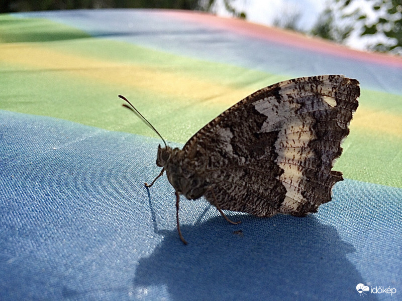 Fehéröves Szemeslepke