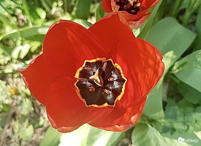 Kivirágzó Tulipán Közelről