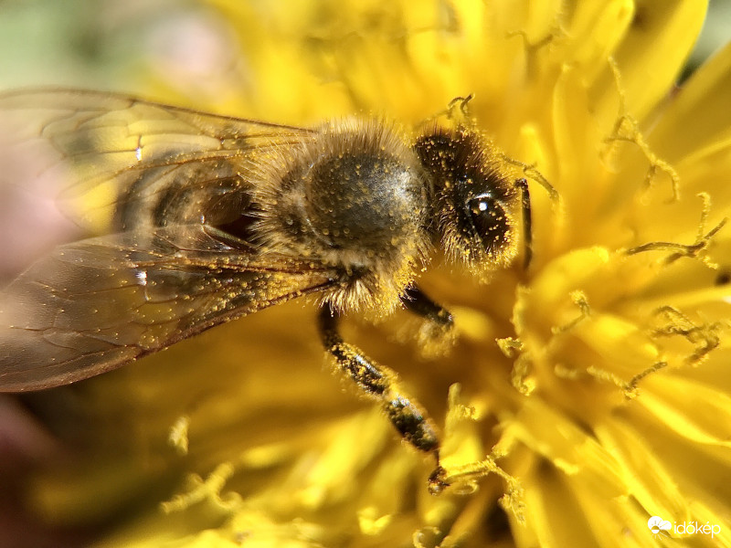 Méhecske a Pitypangon