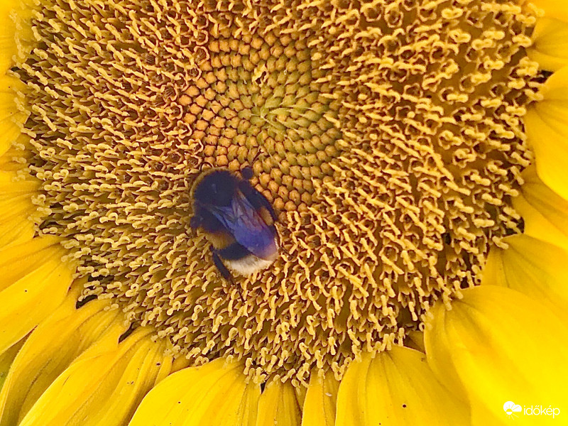 Dongó a Napraforgóban