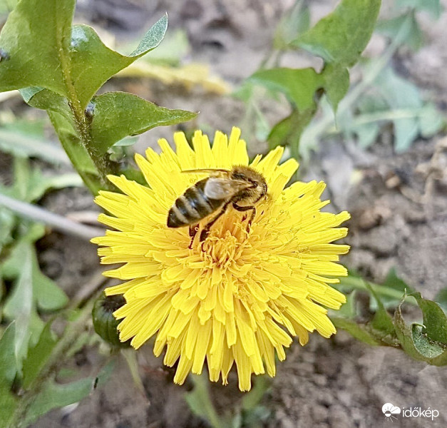 Méhecske a Pitypangon