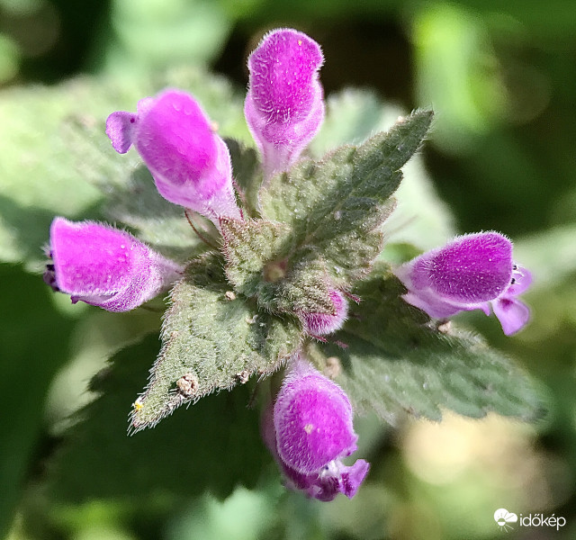 Rózsaszin Tavaszi Virág