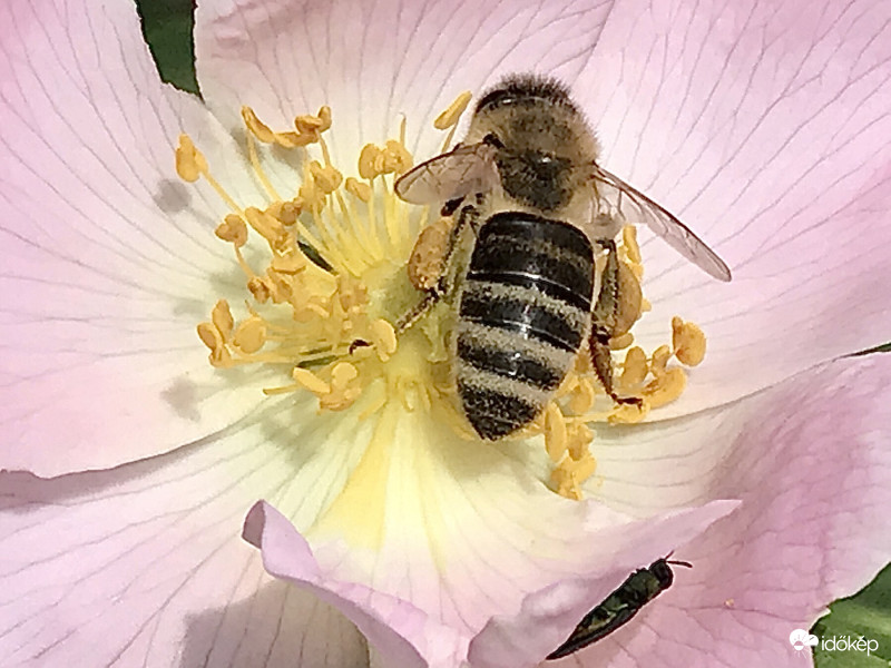 Méhecske a Virágon