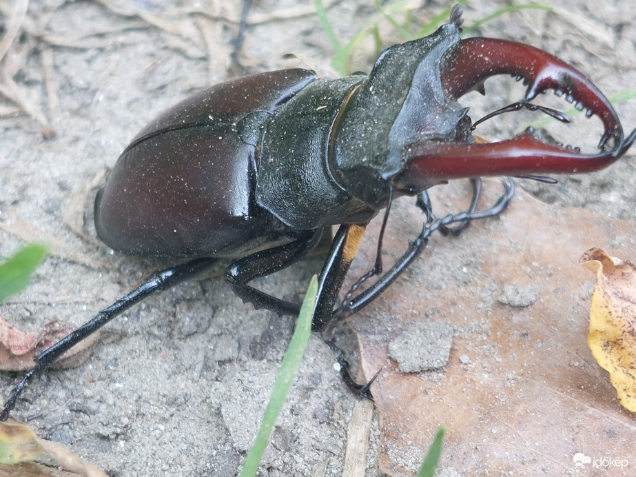 Pihenő a forróságban