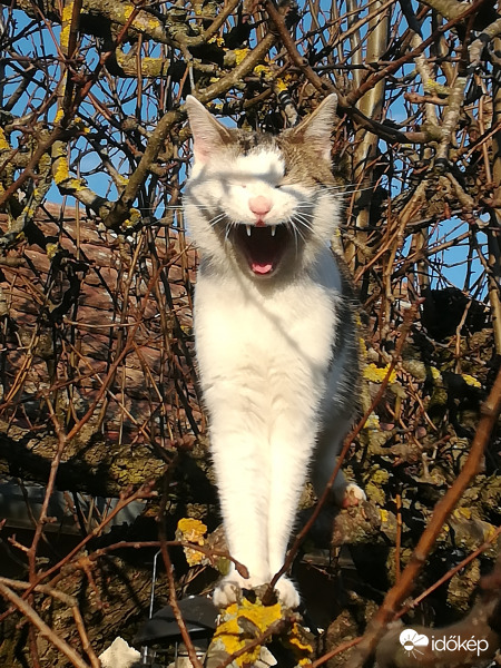 Házi körtefa-vámpír 