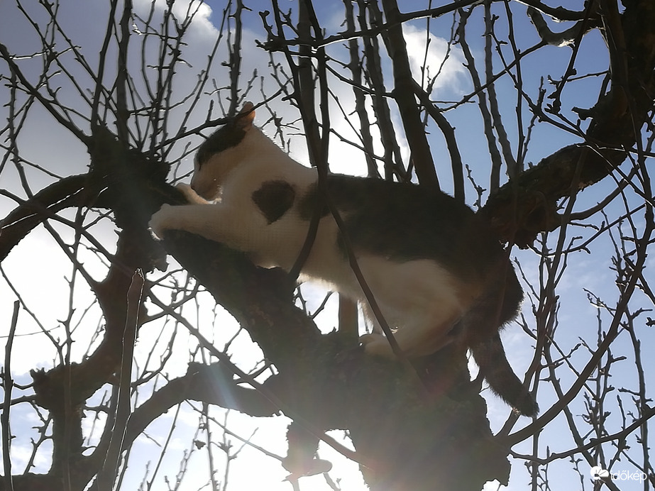 Viszket a körtefa :D